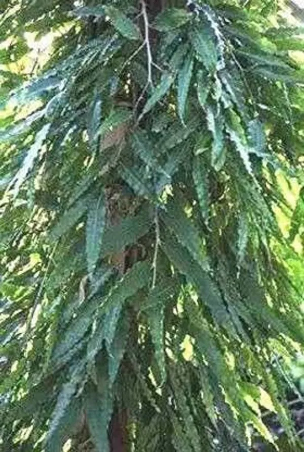 Ashok_Plant_(Hybrid,_Pack_of_1)