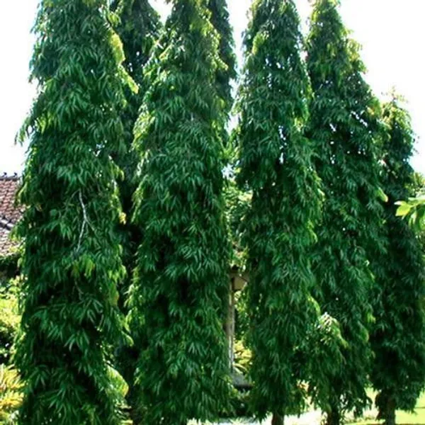 Ashok_Plant_(Hybrid,_Pack_of_1)