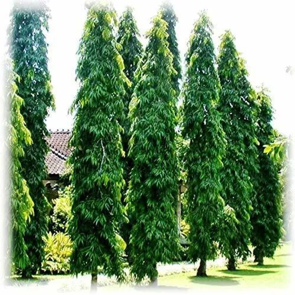 Ashok_Plant_(Hybrid,_Pack_of_1)