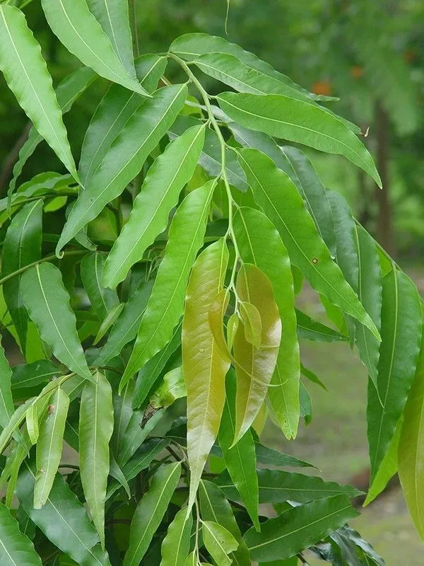 Ashok_Plant_(Hybrid,_Pack_of_1)