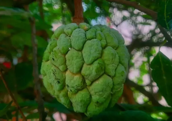 Custard_Apple_Plant_(Hybrid,_Pack_of_1)