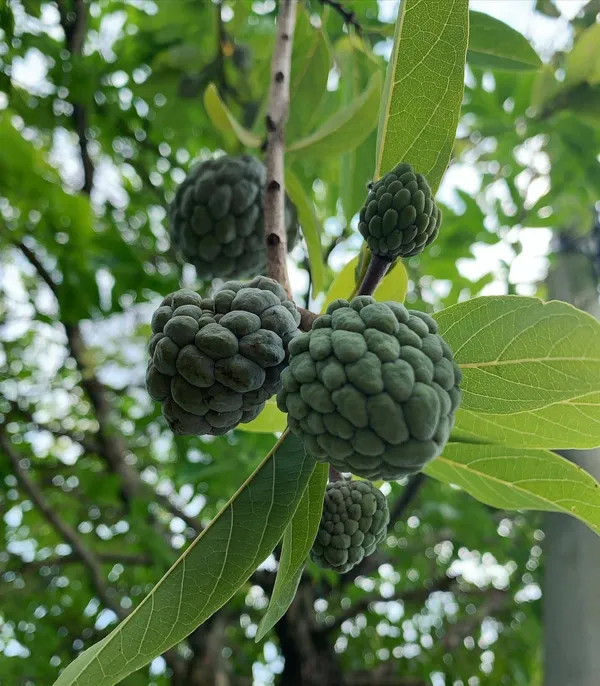 Custard_Apple_Plant_(Hybrid,_Pack_of_1)