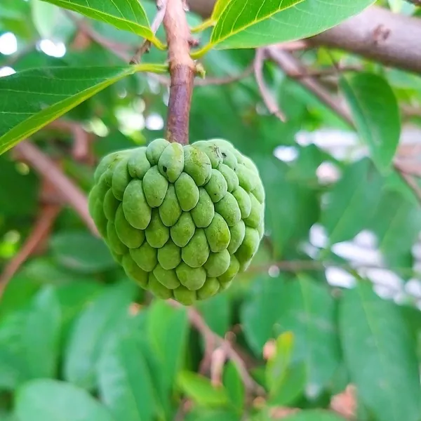 Custard_Apple_Plant_(Hybrid,_Pack_of_1)