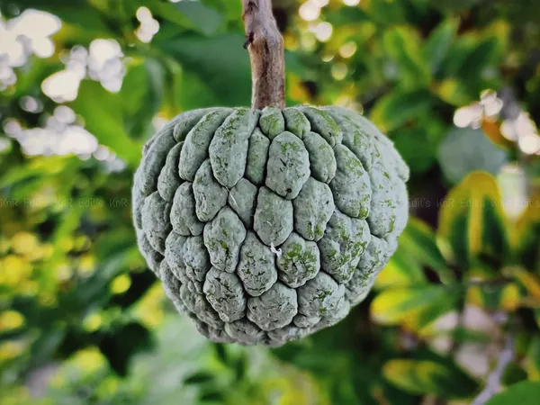 Custard_Apple_Plant_(Hybrid,_Pack_of_1)