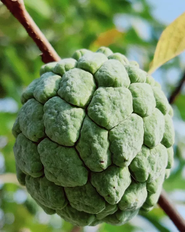 Custard_Apple_Plant_(Hybrid,_Pack_of_1)