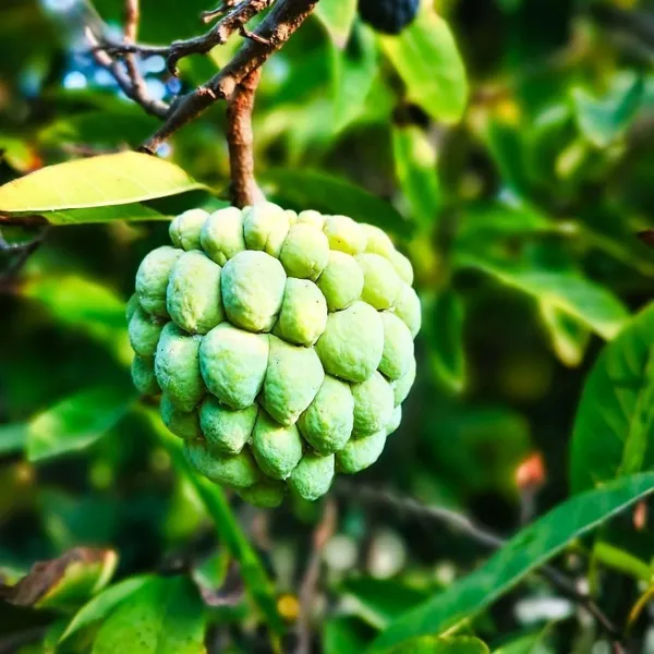 Custard_Apple_Plant_(Hybrid,_Pack_of_1)