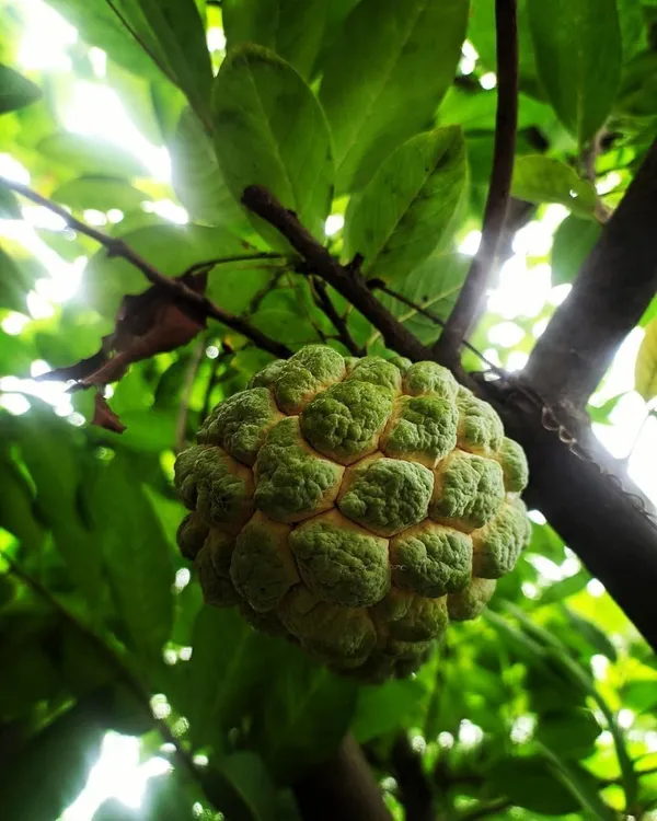 Custard_Apple_Plant_(Hybrid,_Pack_of_1)