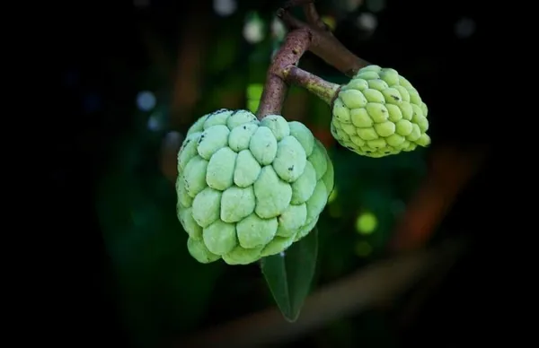 Custard_Apple_Plant_(Hybrid,_Pack_of_1)