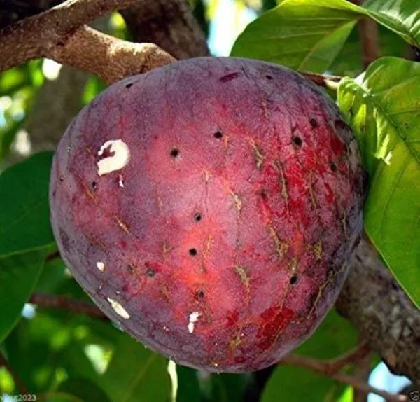 Custard_Apple_Plant_(Hybrid,_Pack_of_1)