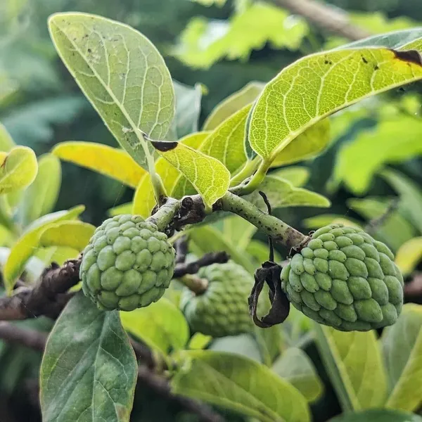 Custard_Apple_Plant_(Hybrid,_Pack_of_1)