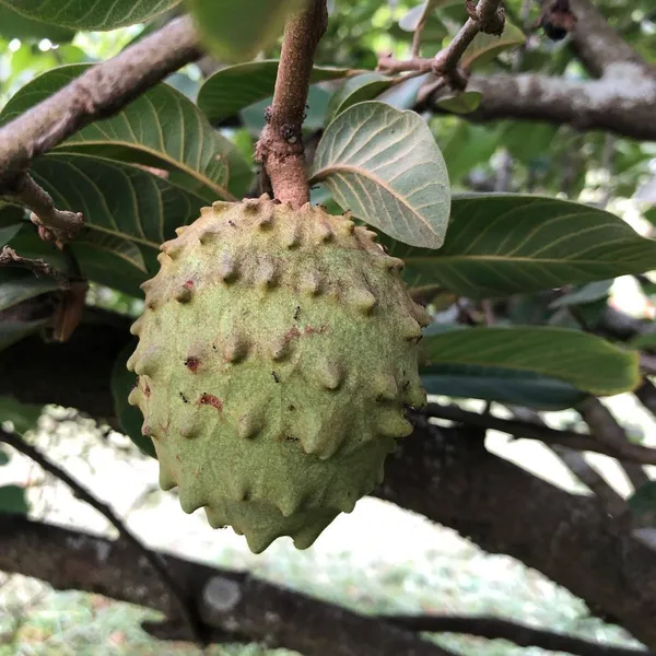 Custard_Apple_Plant_(Hybrid,_Pack_of_1)