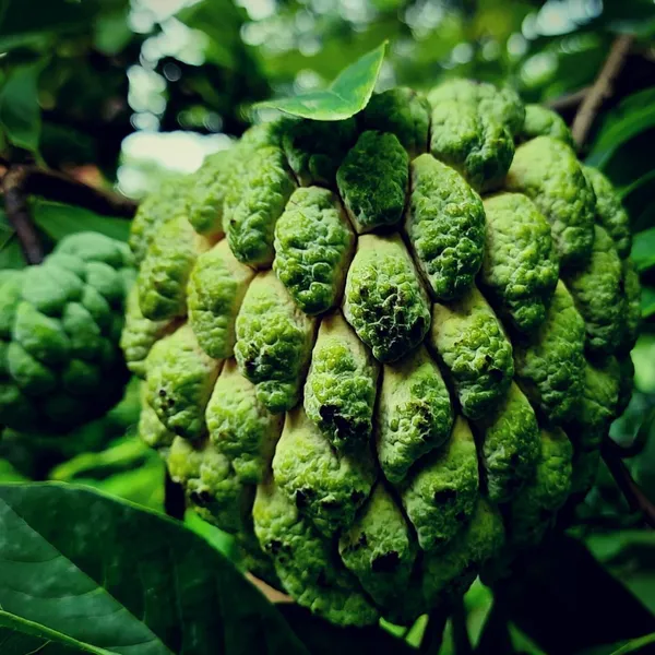 Custard_Apple_Plant_(Hybrid,_Pack_of_1)