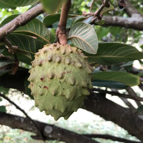 Custard_Apple_Plant_(Hybrid,_Pack_of_1)