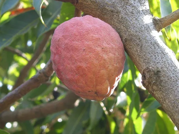 Custard_Apple_Plant_(Hybrid,_Pack_of_1)
