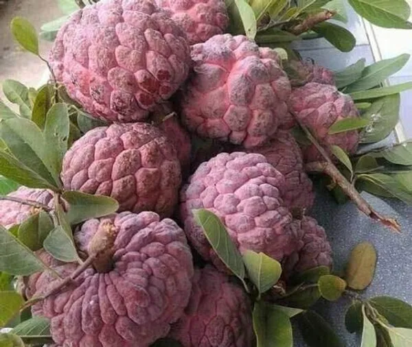 Custard_Apple_Plant_(Hybrid,_Pack_of_1)
