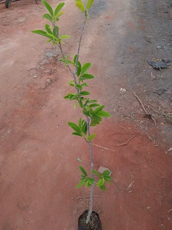 Custard_Apple_Plant_(Hybrid,_Pack_of_1)