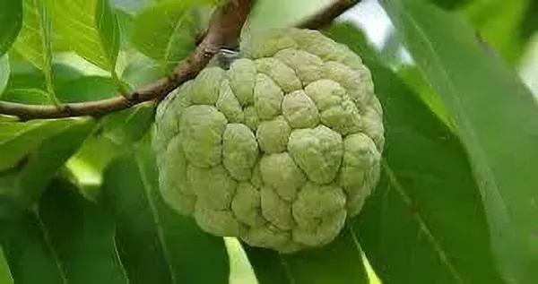 Custard_Apple_Plant_(Hybrid,_Pack_of_1)