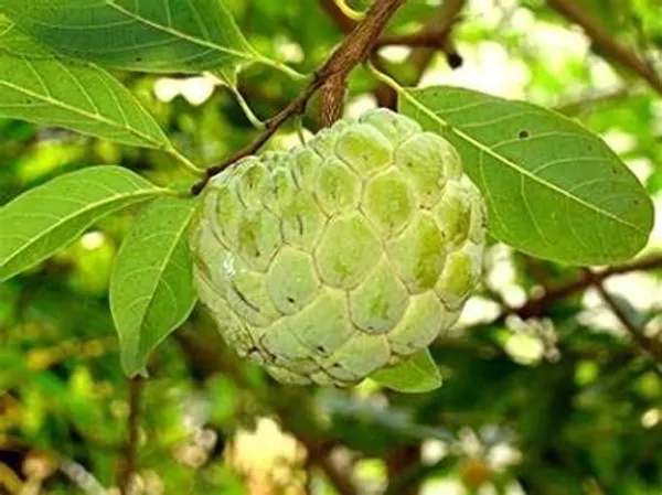 Custard_Apple_Plant_(Hybrid,_Pack_of_1)