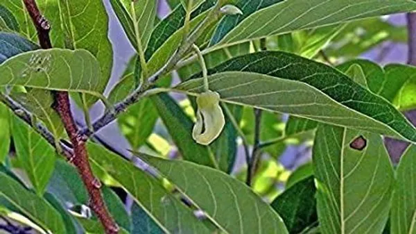 Custard_Apple_Plant_(Hybrid,_Pack_of_1)