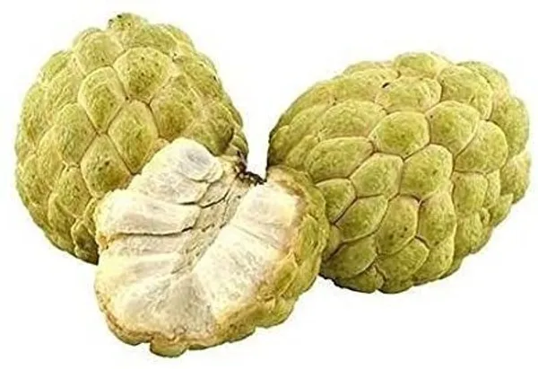 Custard_Apple_Plant_(Hybrid,_Pack_of_1)