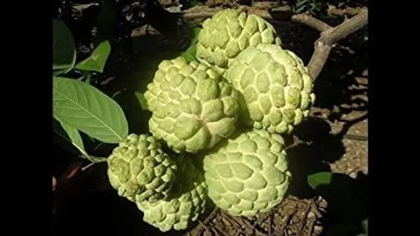 Custard_Apple_Plant_(Hybrid,_Pack_of_1)