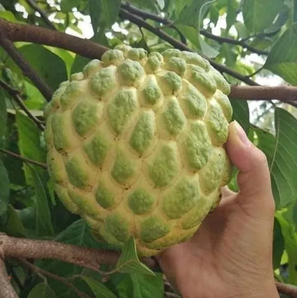 Custard_Apple_Plant_(Hybrid,_Pack_of_1)