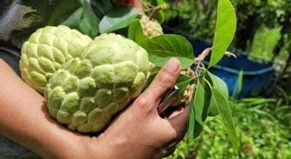 Custard_Apple_Plant_(Hybrid,_Pack_of_1)