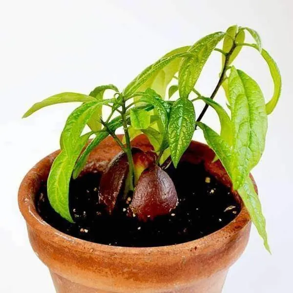 Avocado_Plant_(Hybrid,_Pack_of_1)