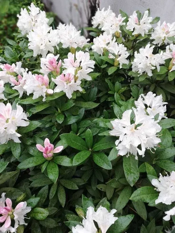 Azalea_plant_(Hybrid,_Pack_of_1)
