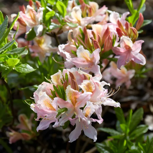 Azalea_plant_(Hybrid,_Pack_of_1)