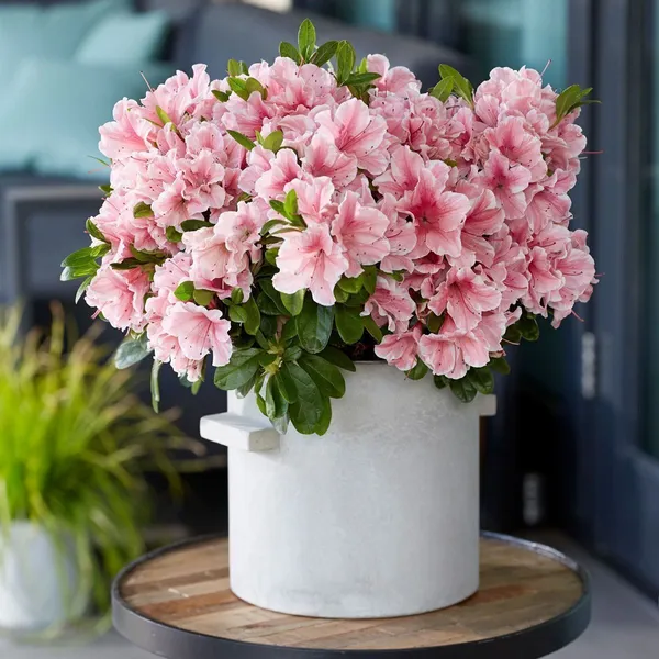 Azalea_plant_(Hybrid,_Pack_of_1)