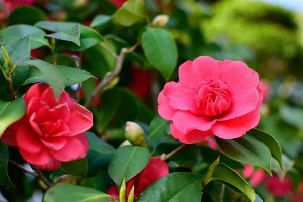 Rose_Plant_(Hybrid,_Pack_of_1)