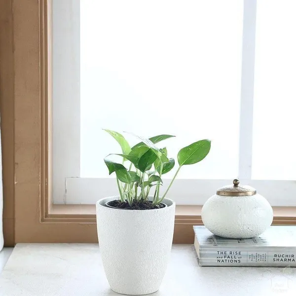 Money_Plant_(Hybrid,_Pack_of_1)