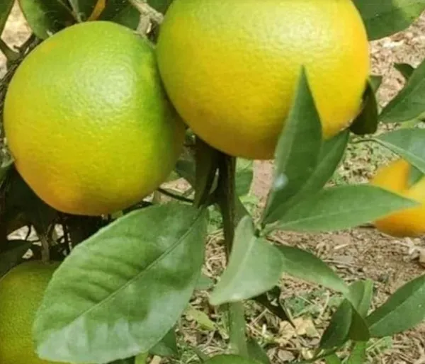 Lemon_Plant_(Hybrid,_Pack_of_1)