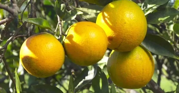 Lemon_Plant_(Hybrid,_Pack_of_1)