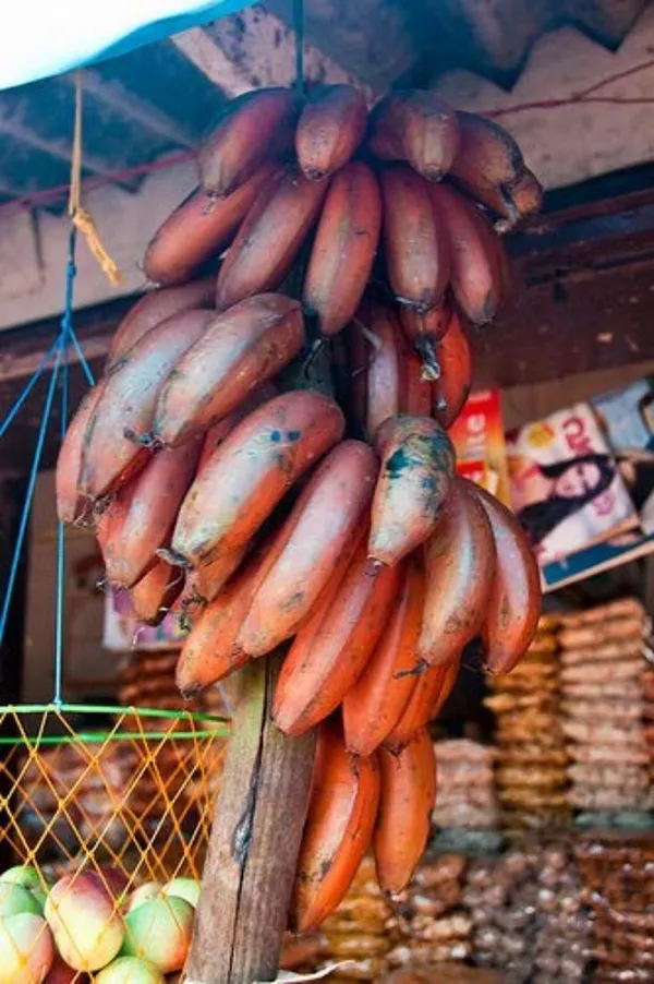 Banana_Plant_(Hybrid,_Pack_of_1)