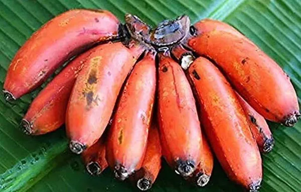 Banana_Plant_(Hybrid,_Pack_of_1)
