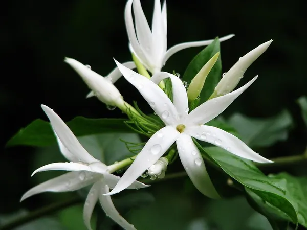 Jasmine_Plant_(Hybrid,_Pack_of_1)