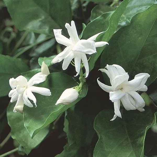 Jasmine_Plant_(Hybrid,_Pack_of_1)