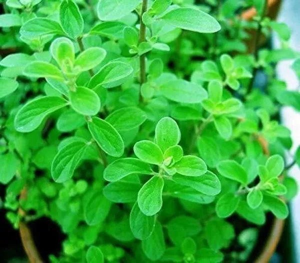 Marjoram_Plant_(Hybrid,_Pack_of_1)