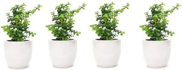 Jade_Plant_(Hybrid,_Pack_of_1)