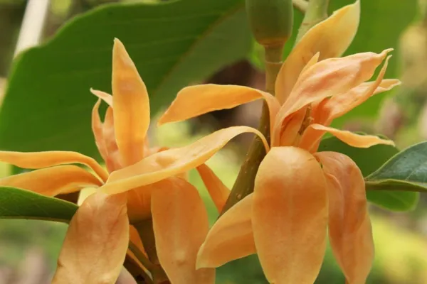 Golden_Champa_Plant_(Hybrid,_Pack_of_1)