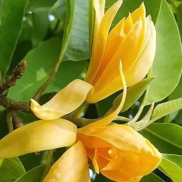 Golden_Champa_Plant_(Hybrid,_Pack_of_1)