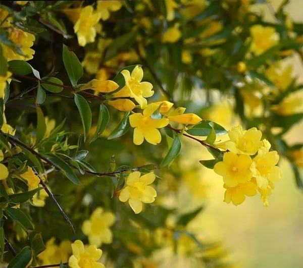 Jasmine_Plant_(Hybrid,_Pack_of_1)