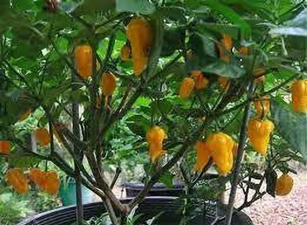 Mirch/Chilli_Plant_(Hybrid,_Pack_of_1)