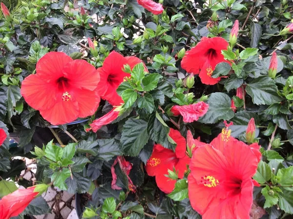 Hibiscus_Plant_(Hybrid,_Pack_of_1)