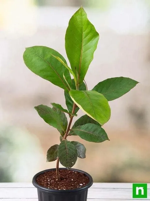Almond_Plant_(Hybrid,_Pack_of_1)