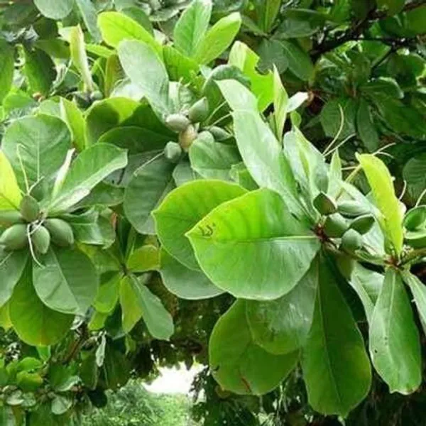 Almond_Plant_(Hybrid,_Pack_of_1)