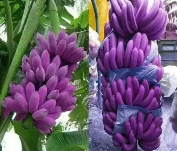 Banana_Plant_(Hybrid,_Pack_of_1)
