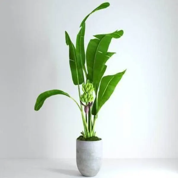 Banana_Plant_(Hybrid,_Pack_of_1)